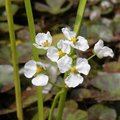 Sagittaria platiphylla  – Nyílfű