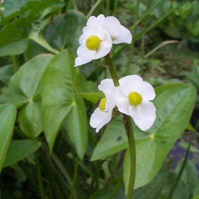 Sagittaria sagitifolia – Nyíllevelű nyílfű
