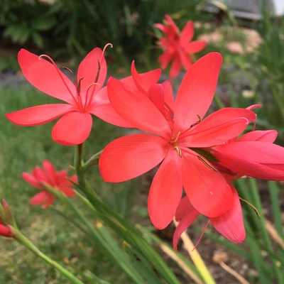 Schizostylis coccinea 'Major' – Kafferliliom