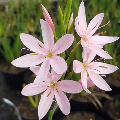 Schizostylis coccinea 'Mrs.Hegarty' – Kafferliliom