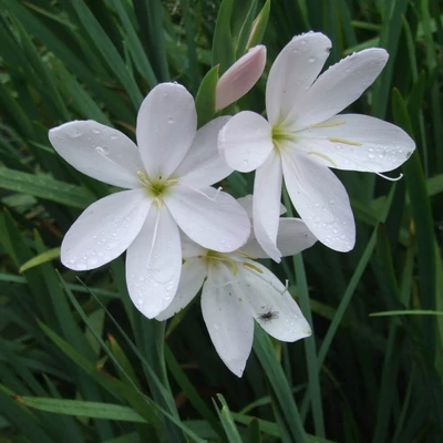 Schizostylis coccinea 'Alba' – Fehér kafferliliom