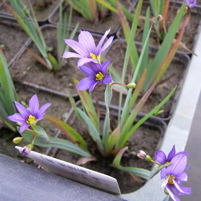 Sisyrinchium californicum