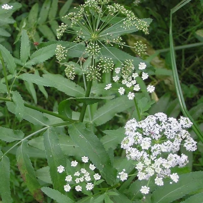 Sium latifolium – Széleslevelű békakorsó