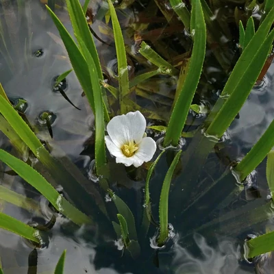 Stratiodes alloides – Kolokán