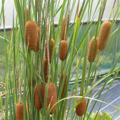 Typha gracilis – Gyékény