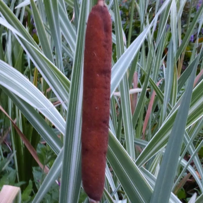 Typha latifolia 'Variegata' – Csíkos levelű gyékény