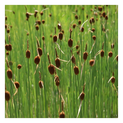 Typha minima – Törpe gyékény