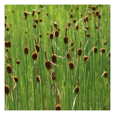 Typha minima – Törpe gyékény