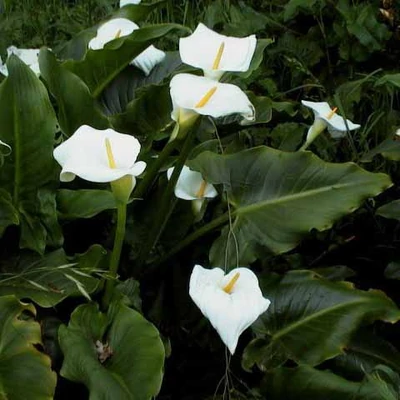 Zantedeschia aethiopica – Fehér kála