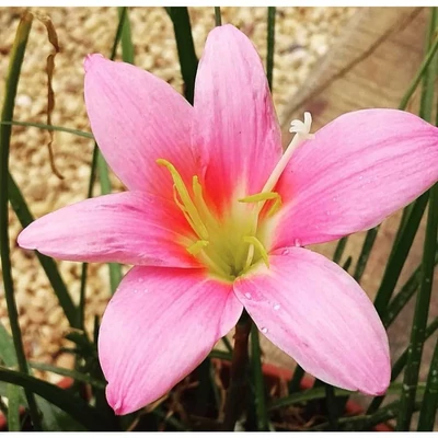 Zephyranthes candida 'Rosa' – Zefírvirág