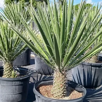 Yucca filifera (Western Desert Dreams) – Fonalas pálmaliliom