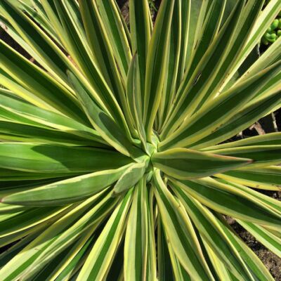 Yucca aloifolia 'Variegata' - Tarka levelű pálmaliliom