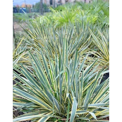 Yucca filamentosa 'Variegata' – Kerti pálmaliliom