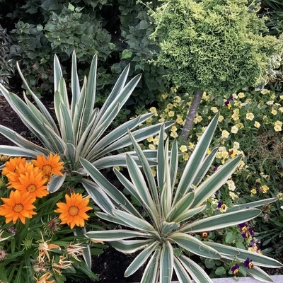 Yucca flaccida 'Ivory Tower' – Pálmaliliom