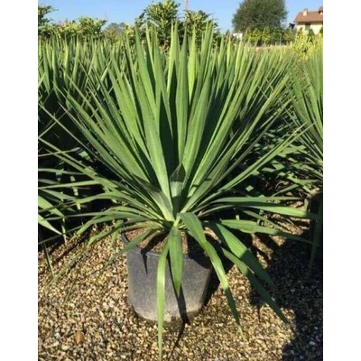 Yucca gloriosa – Pompás pálmaliliom