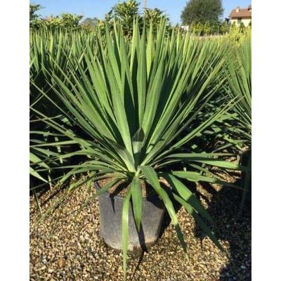 Yucca gloriosa – Pompás pálmaliliom