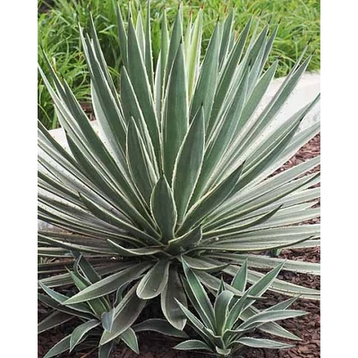 Yucca gloriosa 'Variegata' – Tarkalevelű pompás pálmaliliom