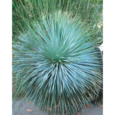 Yucca rostrata 'Sapphire Skies' – Pálmaliliom