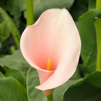 Zantedeschia aethiopica 'Flamingo'® – Kála