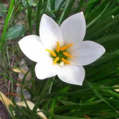 Zephyranthes candida – Zefírvirág