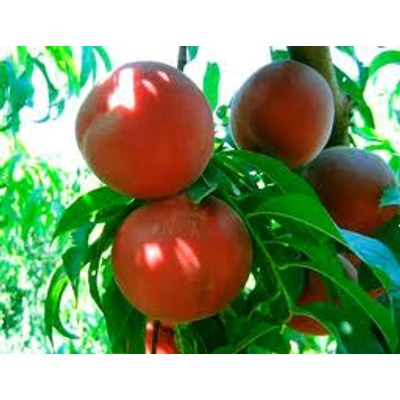 'Flavortop' őszibarack - Extra méretű koros őszibarack