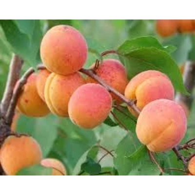 'Magyar kajszi' kajszibarackfa (syn.:'Korai magyar', 'Kőrösi kajszi', 'Kecskeméti kajszi', 'Magyar legjobb', 'Rote Marille', 'Ungarische beste') - Extra méretű koros