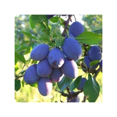 'Cacanska rana' (syn.:'Cacaks Early', 'Cacaks Frühe') szilvafa - Extra méretű koros