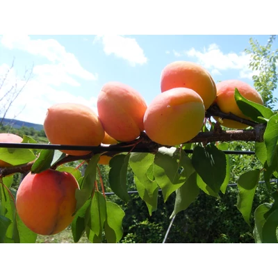 'Ceglédi bíborkajszi' kajszibarackfa - Extra méretű koros kajszibarack