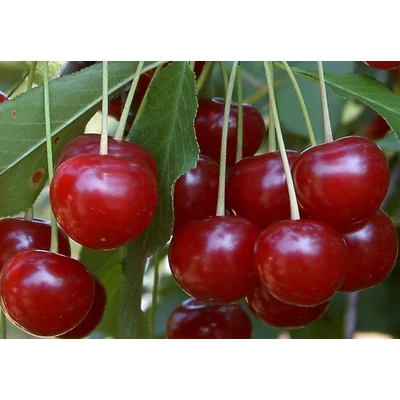 'Debreceni bőtermő' meggyfa (öntermékeny) (extra méretű koros)