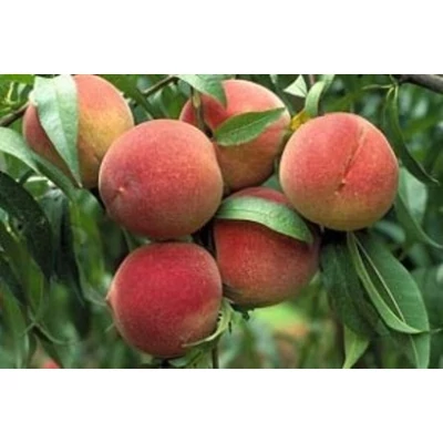 'Elberta' őszibarack - Extra méretű koros őszibarack