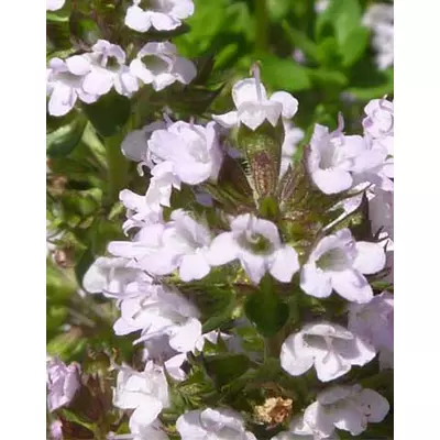 Thymus citriodorus 'Compactus' – Citromillatú kakukkfű