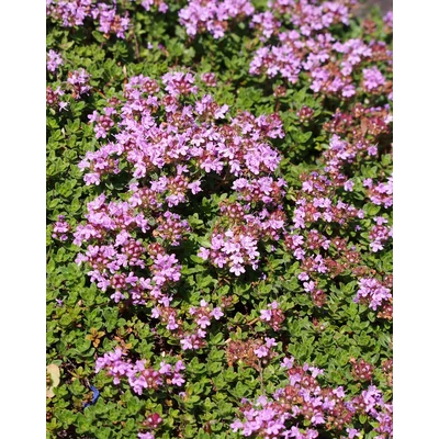 Thymus 'Praecox' – Futókakukkfű