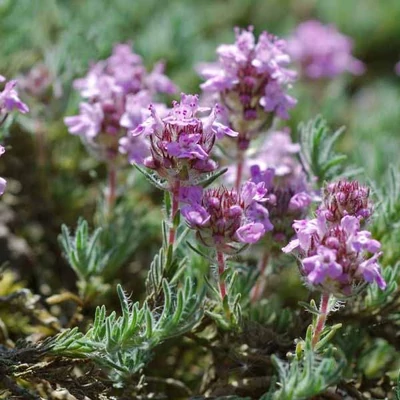Thymus serpyllum - Mezei kakukkfű