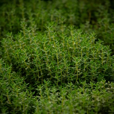 Thymus vulgaris 'Fredo' – Kakukkfű