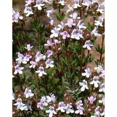 Thymus vulgaris 'Fredo' – Kakukkfű