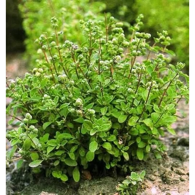 Origanum majorana - Kerti majoranna