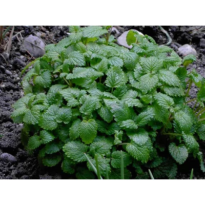 Melissa officinalis 'Citronella' - Citromfű
