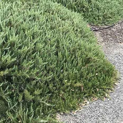 Rosmarinus officinalis 'Boule' – Rozmaring