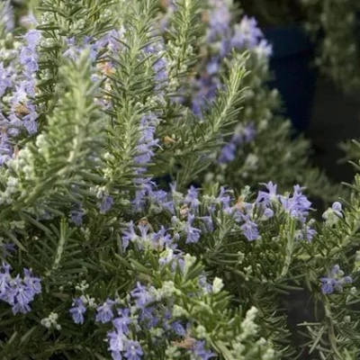 Rosmarinus officinalis 'Point du Raz' – Rozmaring
