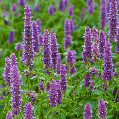 Agastache rugosa – Koreai menta