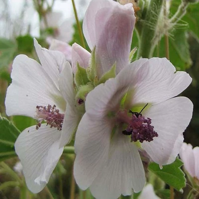 Althaea officinalis – Orvosi ziliz