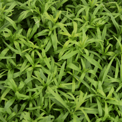 Artemisia dracunculus - Tárkony