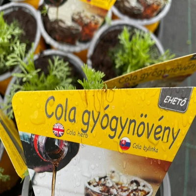 Cola gyógynövény (különlegesség)