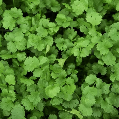 Coriandrum – Koriander