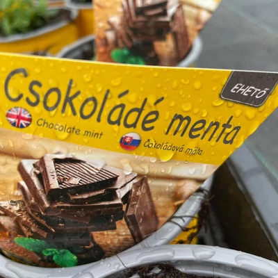 Csoki menta