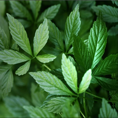 Gynostemma pentaphyllum – „Halhatatlanság növénye” - Ötujjas gin zeng