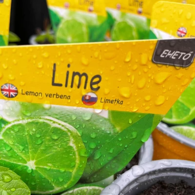 Mentha x piperita subsp. citrata 'Lime' - Lime menta