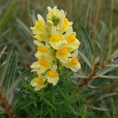 Linaria vulgaris – Gyújtóványfű