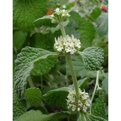 Marrubium vulgare – Orvosi pemetefű