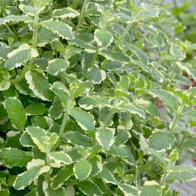 Mentha suaveolens 'Calixte' – Menta